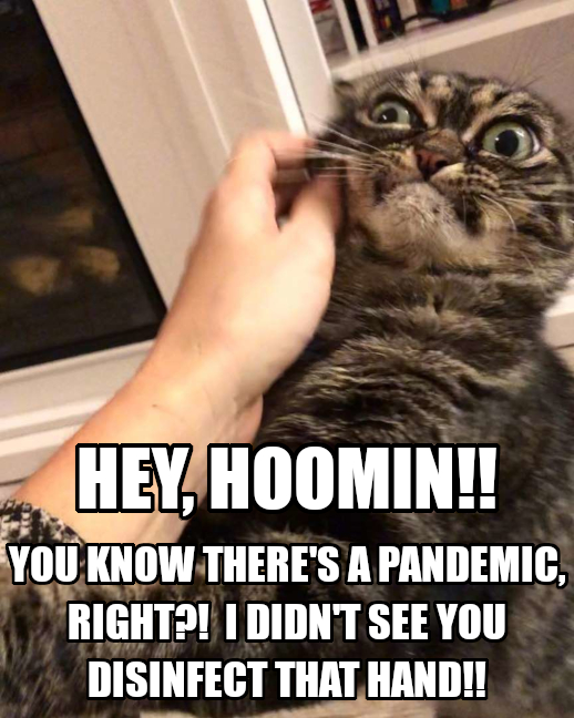 cat-worried-about-covid.jpg