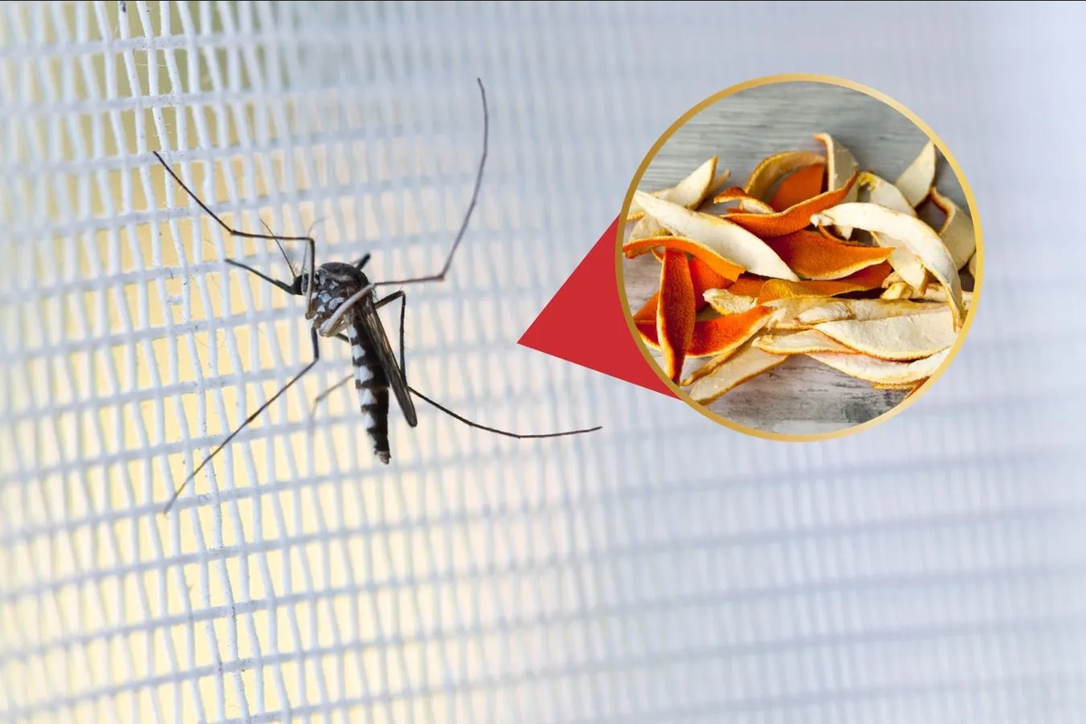 Descubre como usar la cáscara de naranja para repeler mosquitos y otros insectos