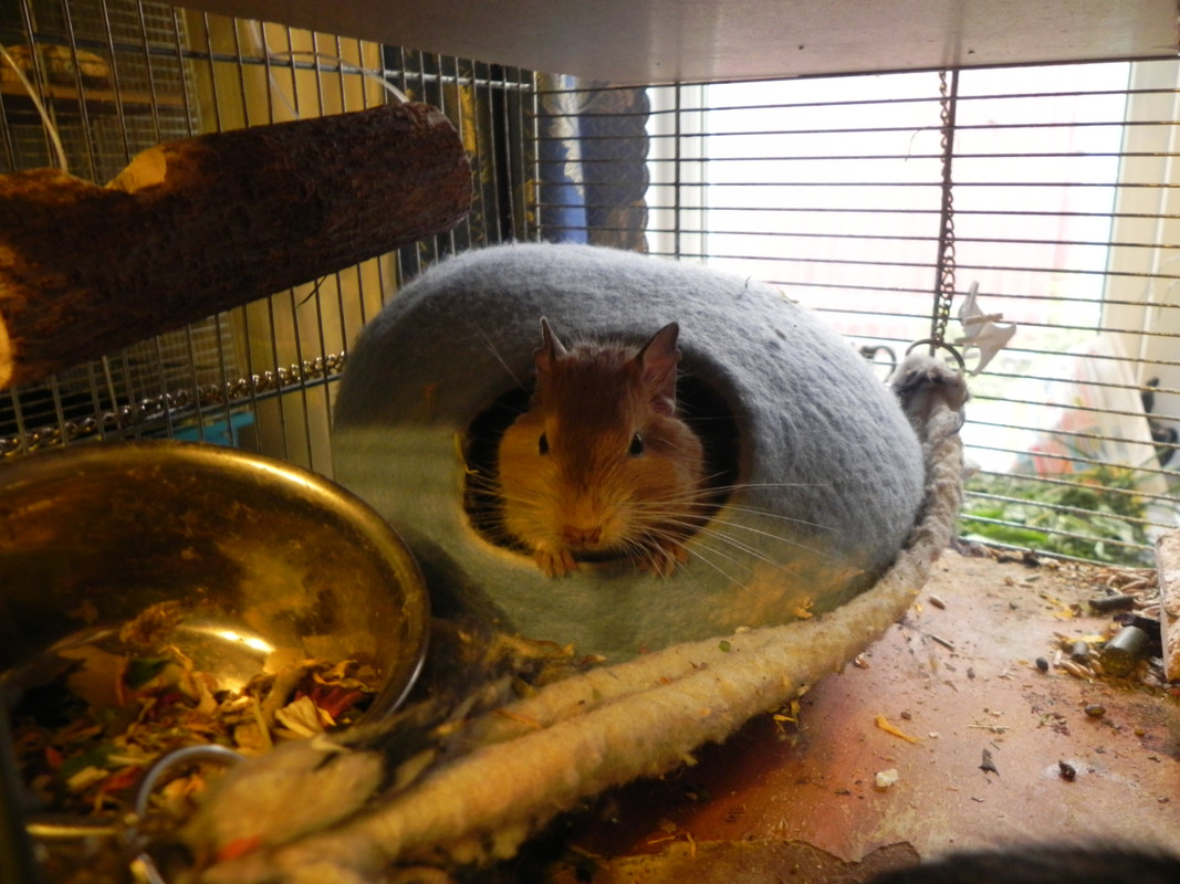 Гнёздышко (5)