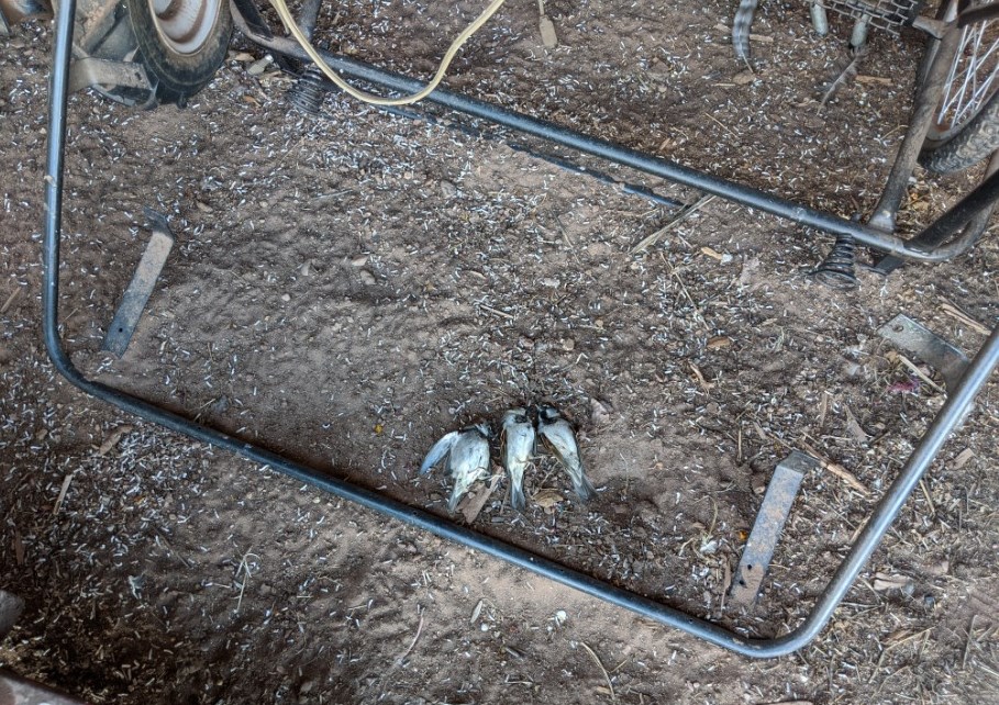birds and droppings