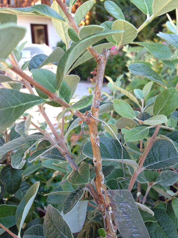 Plants - 3