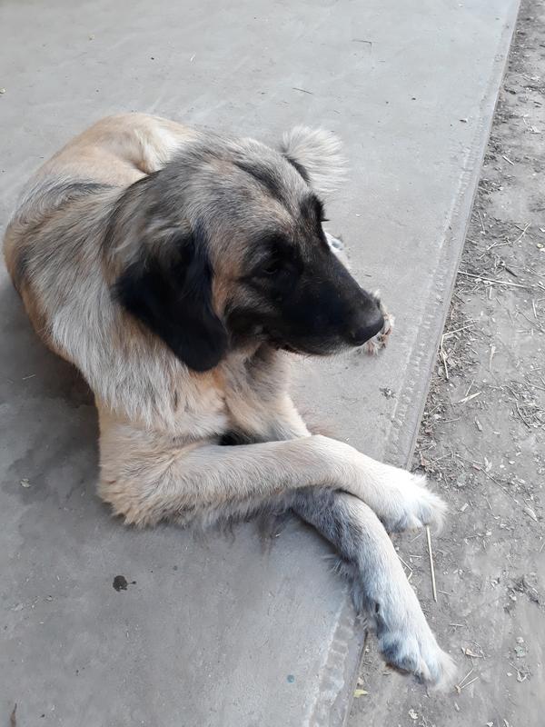 Slika