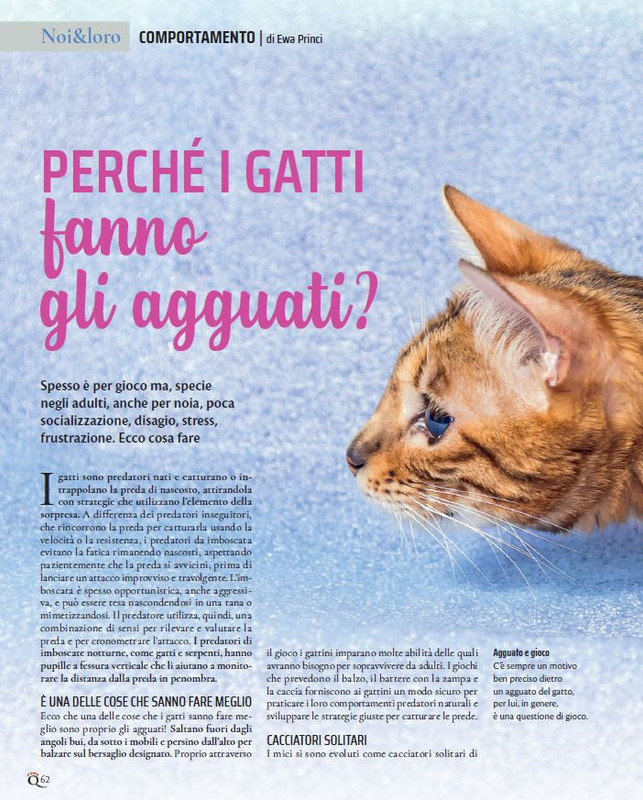 QuattroZampe Set 2021 (7)