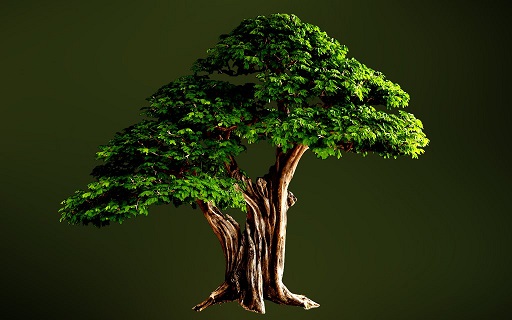 bonsai-tree-2