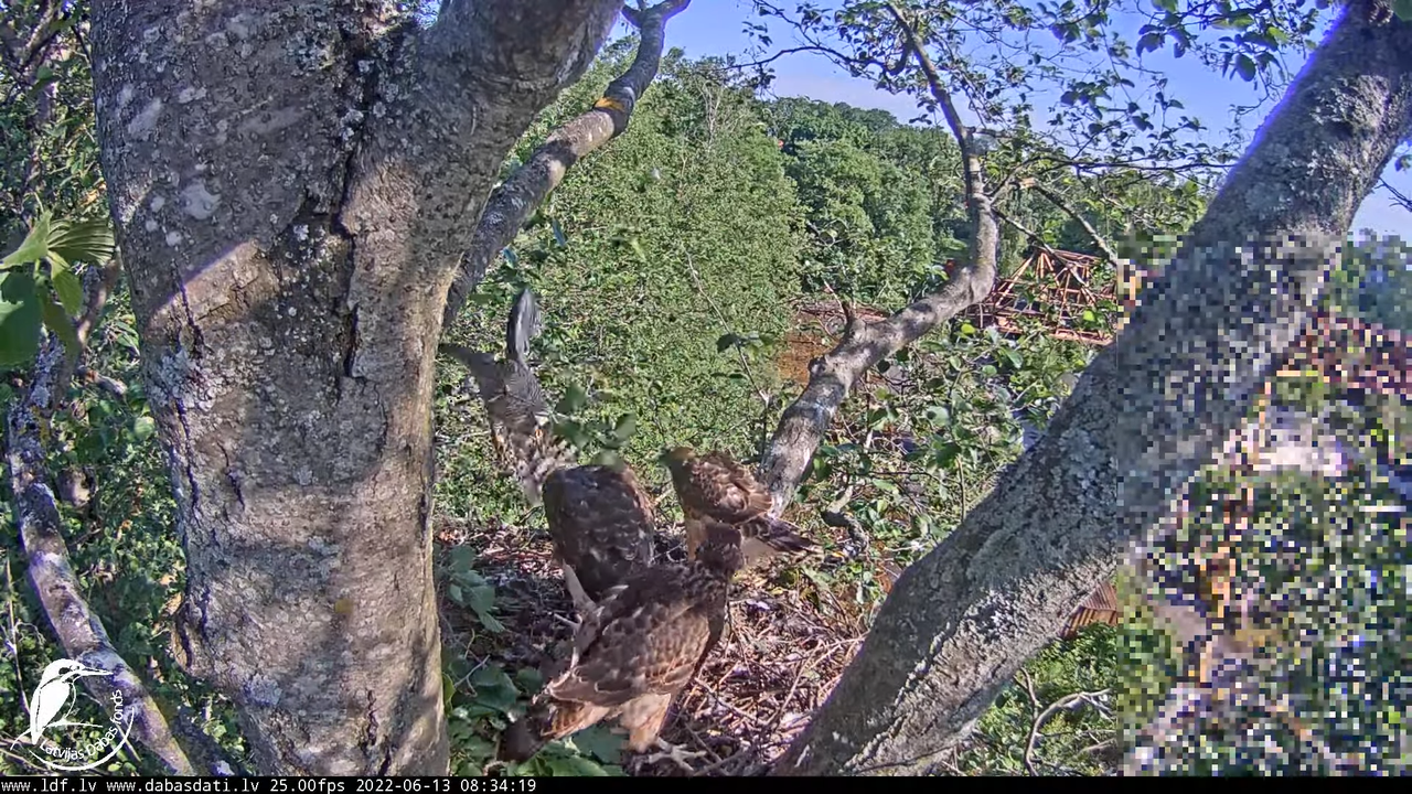 Vistu vanags (Accipiter gentilis) Rīgā - LDF tiešraide __ Goshawks, Riga, Latvia 2-37-54 screenshot