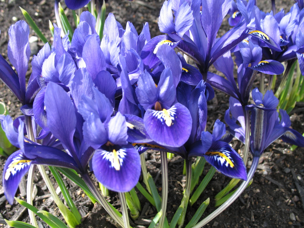 Siberian Iris 04.08.2014  (3)