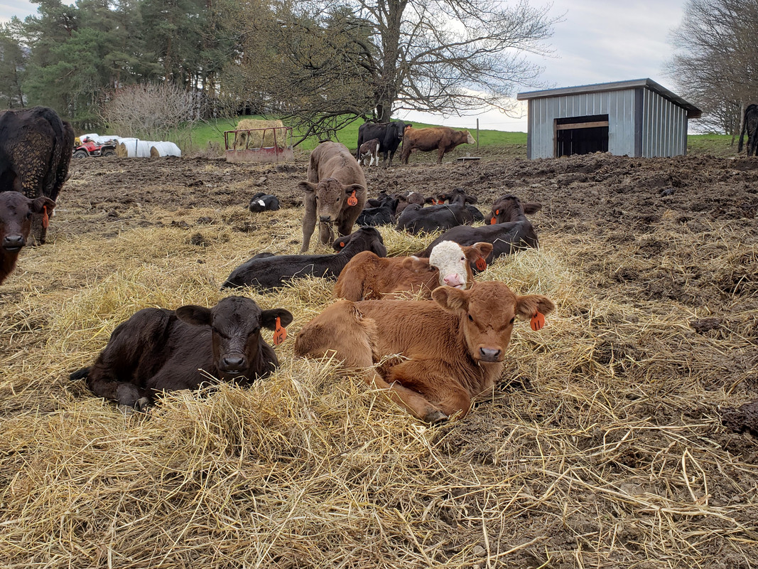 2020 calves1