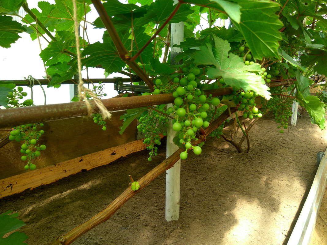 Сеянец Волкова 10-4-76 (фото от 11.07.2018)...