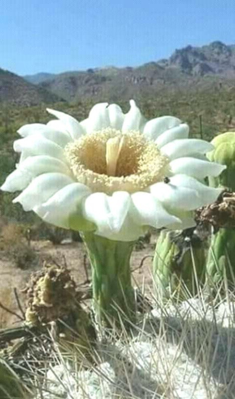 floralwhite.jpg