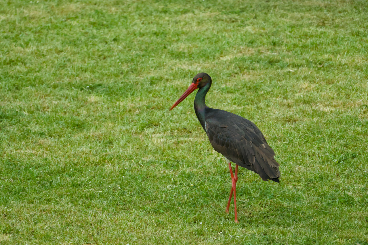 DSC04608