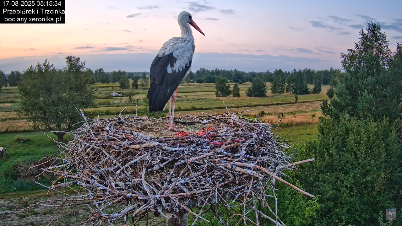 17082025bociany8