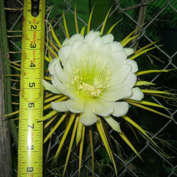 Queen of the Night Cactus (Selenicereus grandifl