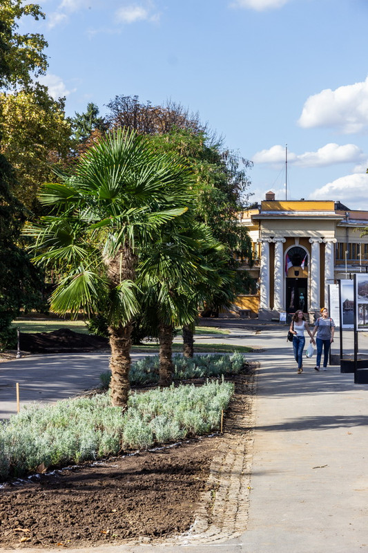 kalemegdan-palme-04.jpg