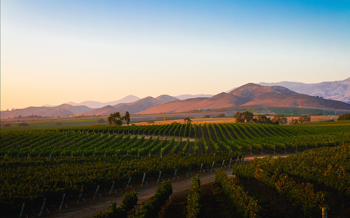 Lokasi produksi Puente Austral Wine