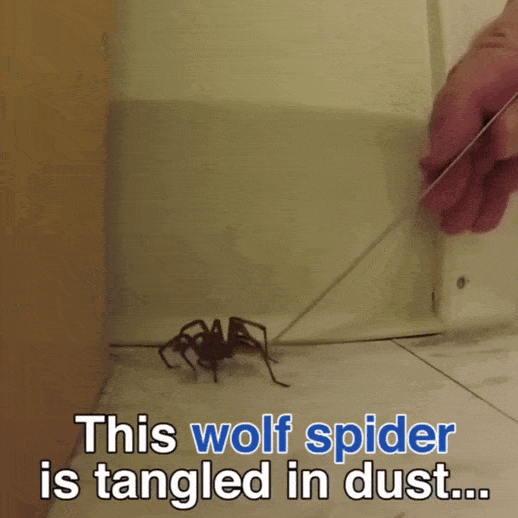 https://i.postimg.cc/kXSm2Dyq/4.gif