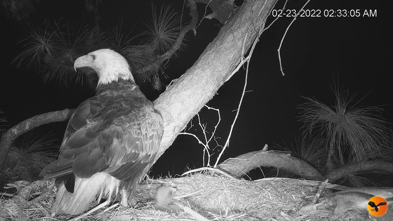 EC Nest Cam 11-36-43 screenshot (1)