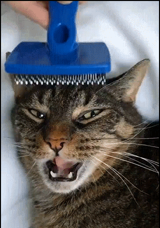 Funny-Cat-GIF-Dramatic-cat-mesmerized-by-hair-brushing-So-funny-reaction-haha-ok-cats.gif
