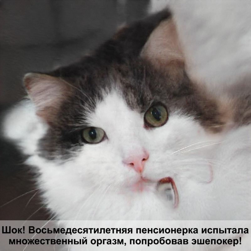 египетская кошка черная