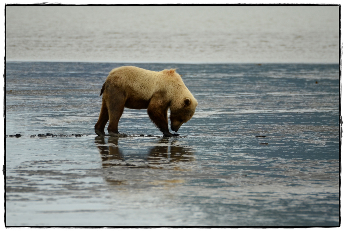 19 de junio. Osos a porrón en Lake Clark National Park - Alaska por tierra, mar y aire (19)