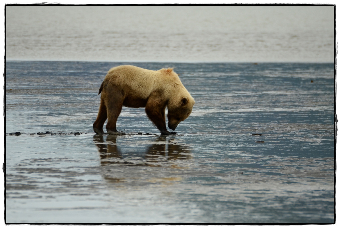 Alaska por tierra, mar y aire - Blogs de America Norte - 19 de junio. Osos a porrón en Lake Clark National Park (19)