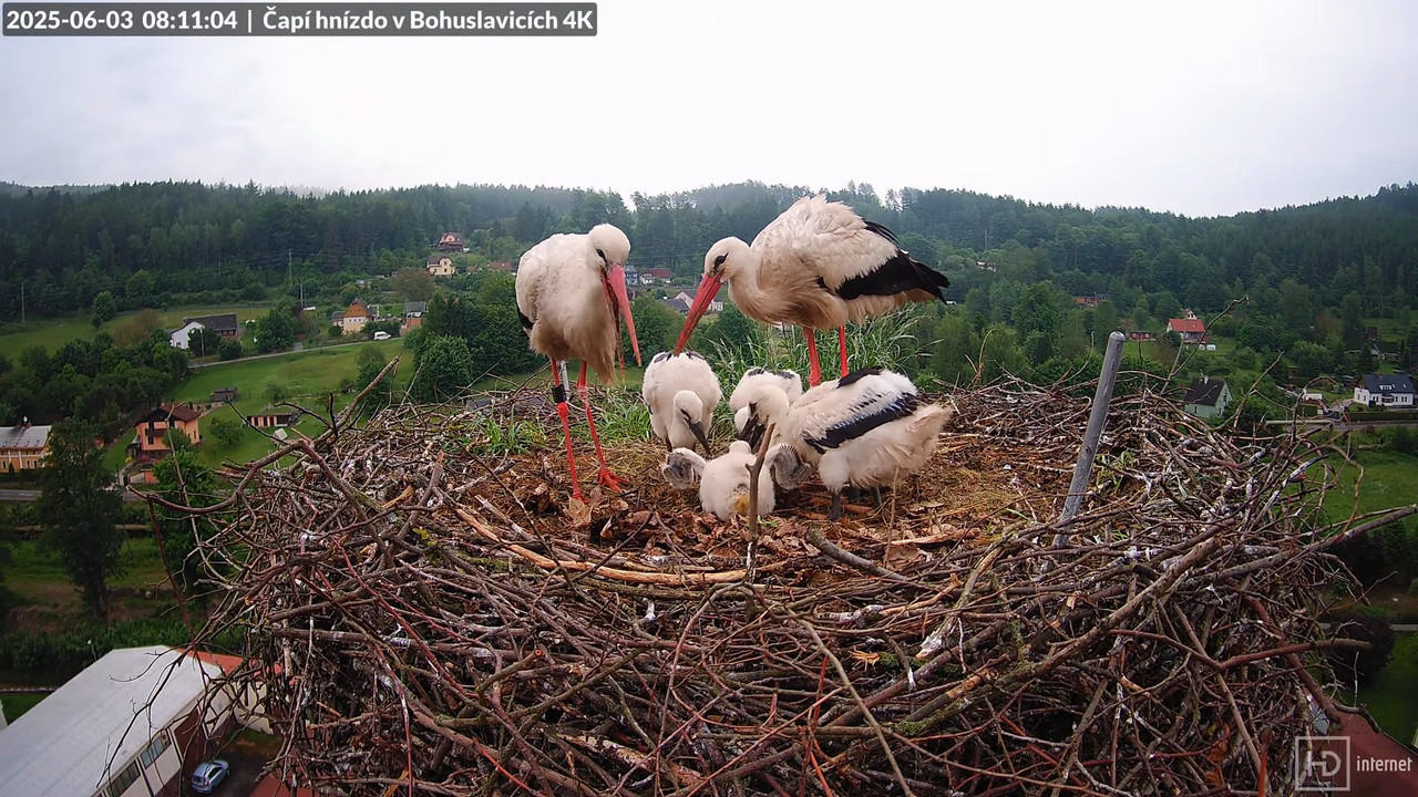 Živě z čapího komína firmy KARA v Bohuslavicích u Trutnova 6-33-11 screenshot