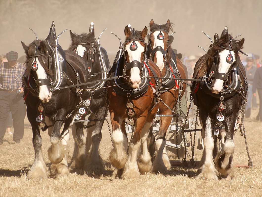 brown-shire-horses.jpg