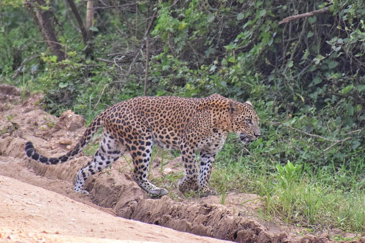 Wildlife Safari Adventures in Sri Lanka