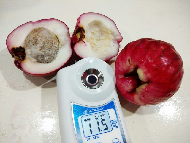 jambu bol6