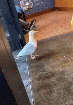 daily-gifdump-3391-08.gif