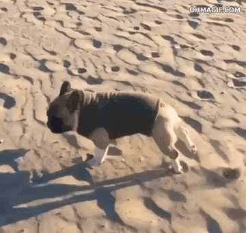 gif-animado-gracioso-perro-correr-arena-playa.gif