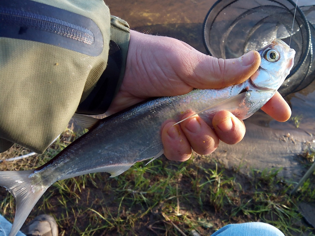 Заостровка 31.05.14 03