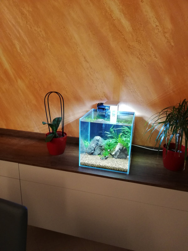 Caridinaio 30x30x30 (6)