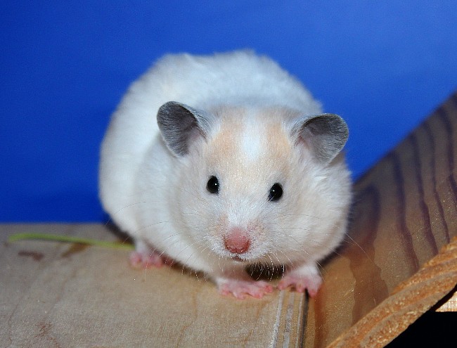 Алыча 21.04.22-03