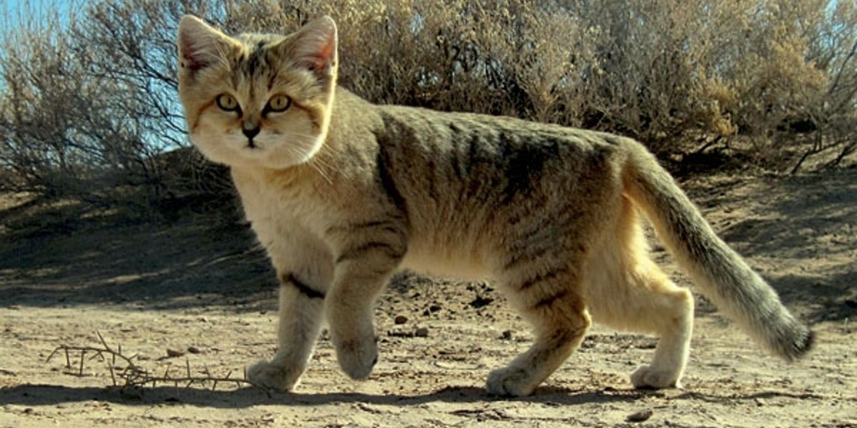 Chat du désert