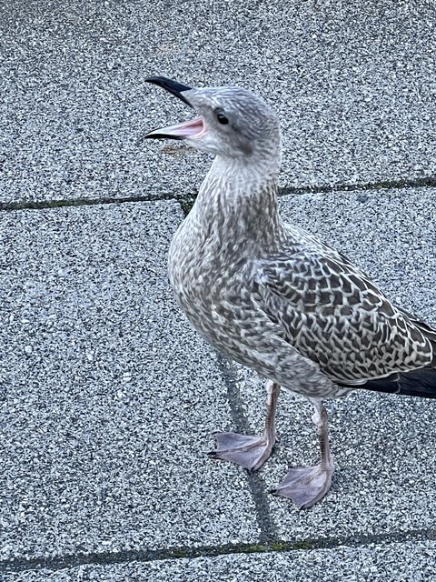 [Linked Image from i.postimg.cc]