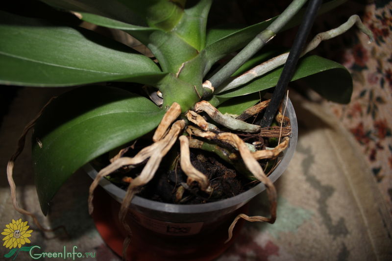 Основные причины, почему сохнут корни у орхидеи фаленопсис