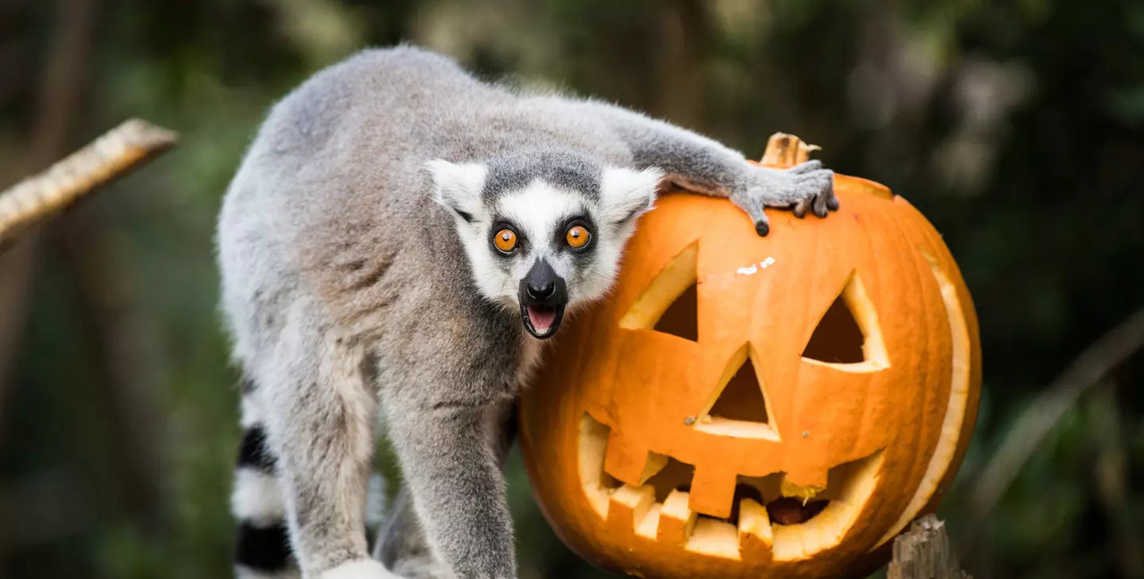 Halloween-Lemurs-With-Pumpkins-jpg