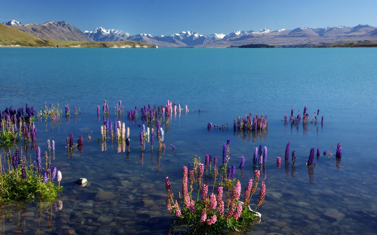 purple-lupins.jpg