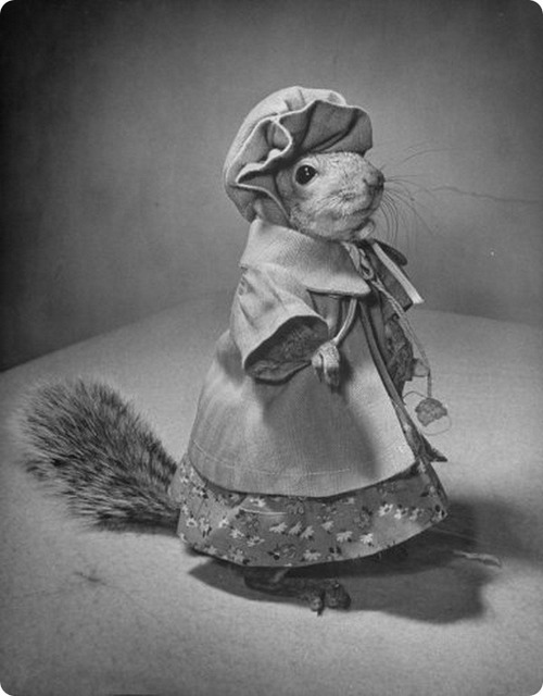 07squirrels