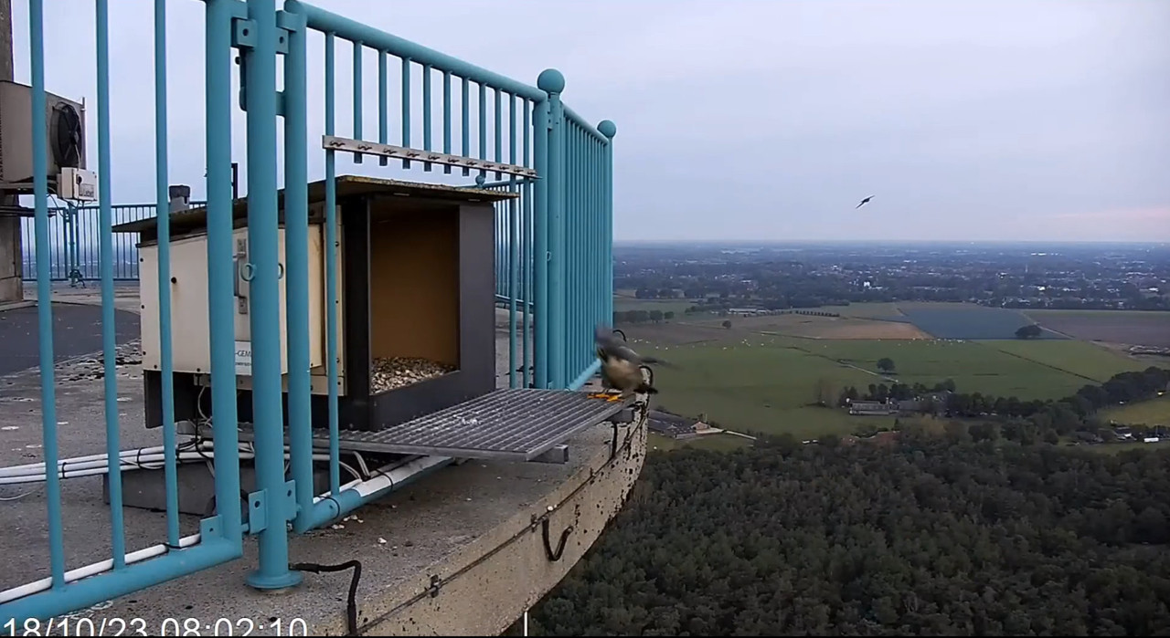 screenshots va 29 maart 2023 © VWGGemert/Vogelbescherming Nederland - Pagina 40 2023-10-18-083117