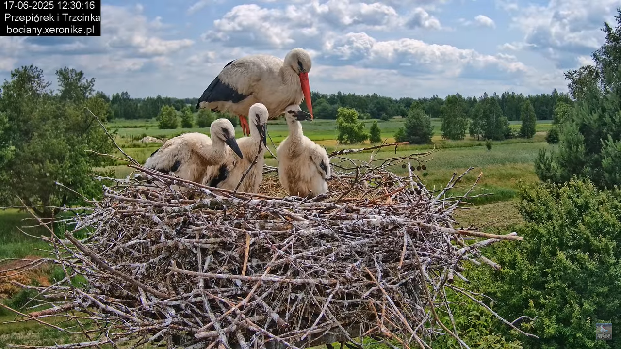 17062025bociany42