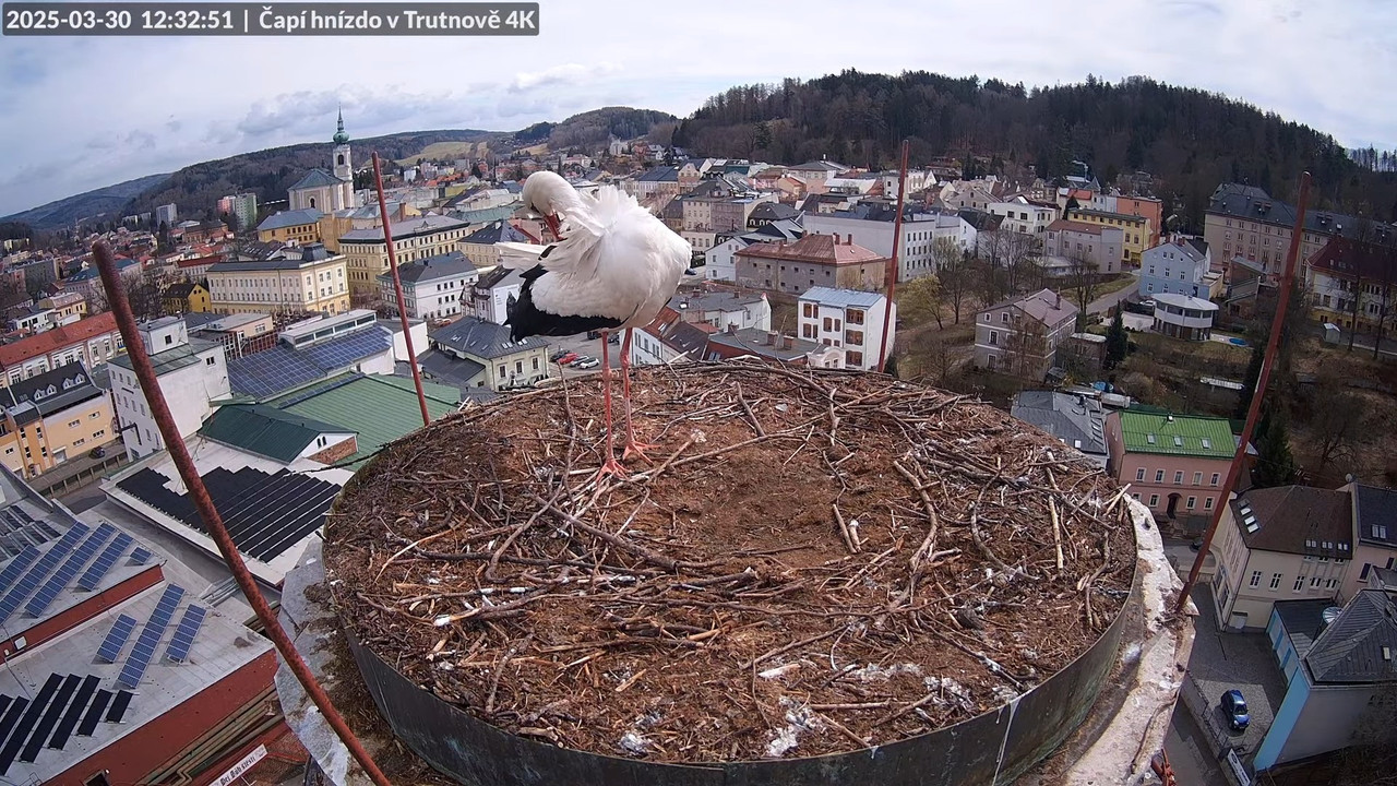 Živě z čapího hnízda na pivovarském komíně v Trutnově 11-25-33 screenshot