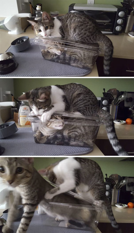 20 смешных зверей, которые очень удивили своих хозяев поутру