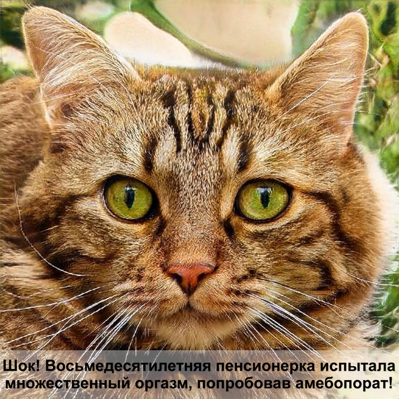 организм кошки