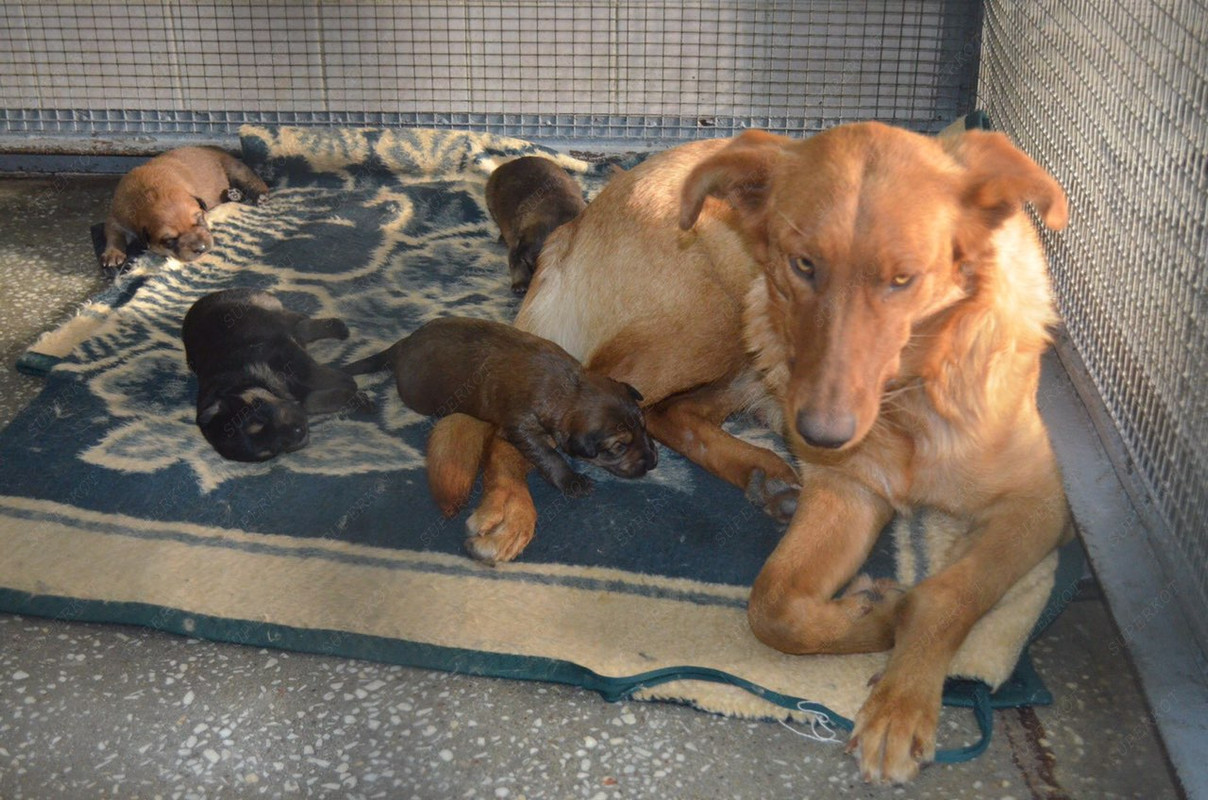 несчастная