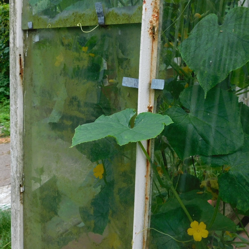 Август дачный кукольный 2023 010