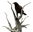 177