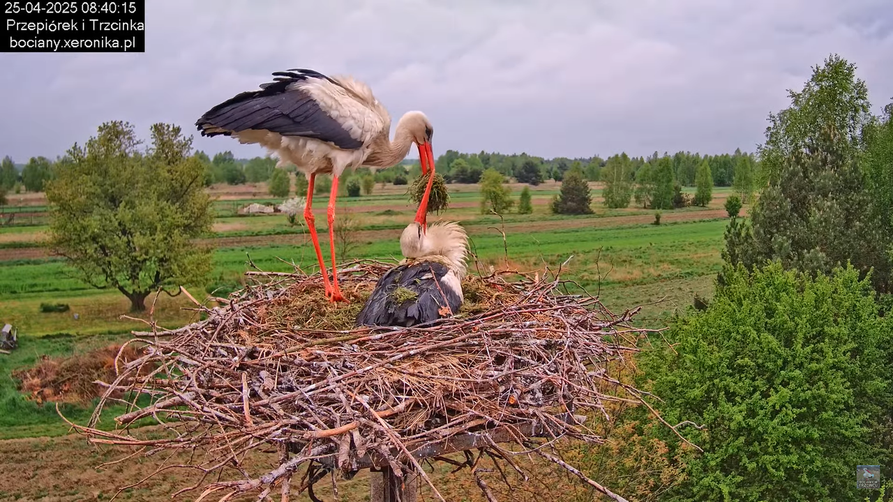 25042025bociany5