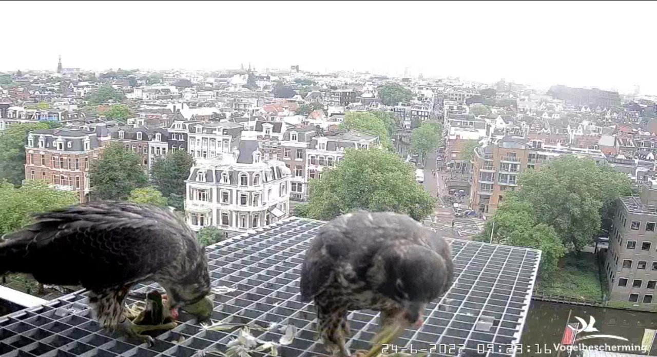 Amsterdam/Rijksmuseum screenshots © Beleef de Lente/Vogelbescherming Nederland - Pagina 32 Video-2022-06-24-093834-Moment