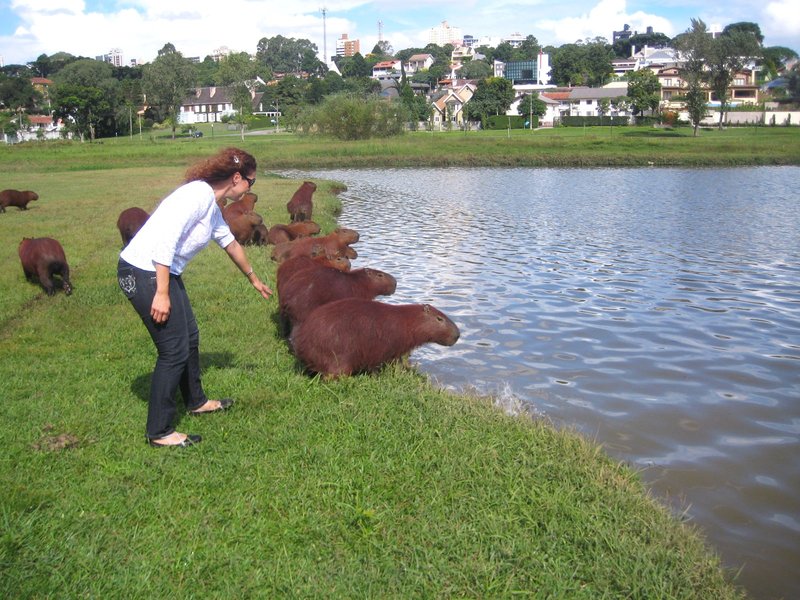 Curitiba-8-3-210 - Brasil y sus pueblos-2010 (8)